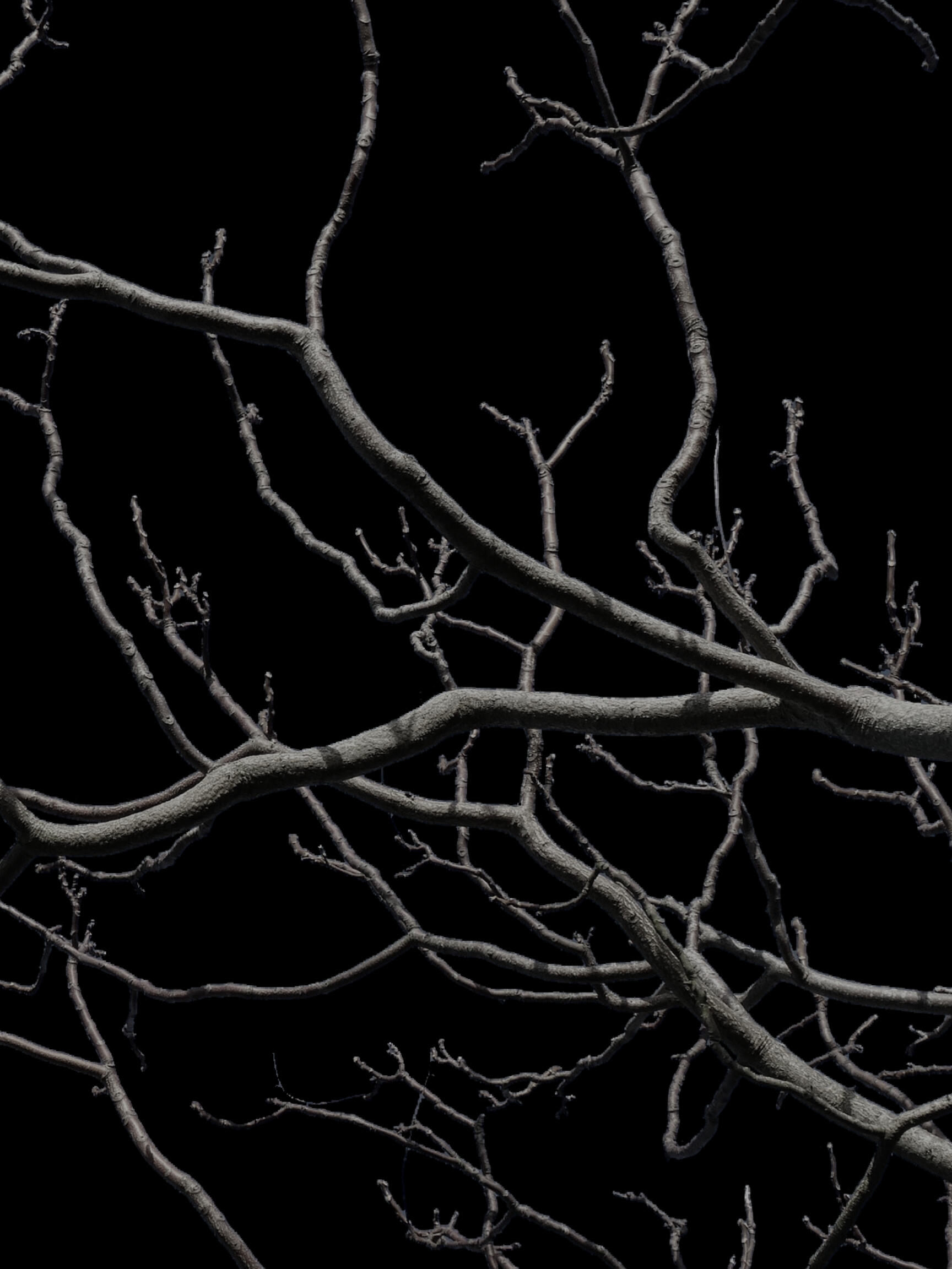 A photograph of a mossy tree branch.